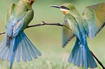 北京百鳥(niǎo)園