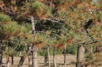 東小口森林公園