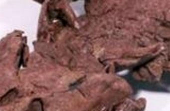 周口店魚化石產(chǎn)地