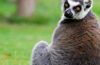 散養(yǎng)動物區(qū)