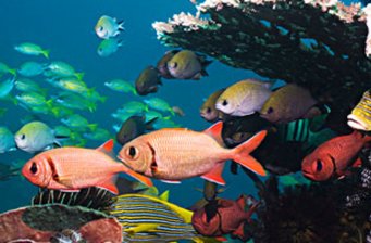 海底珊瑚自然保護區(qū)