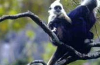 弄官白頭葉猴生態(tài)公園