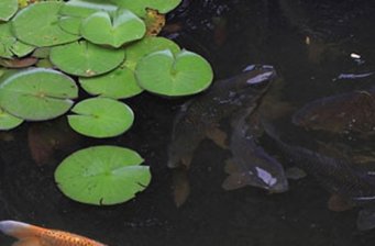 琿春蓮花湖公園