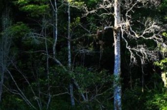 熱帶雨林生態(tài)園