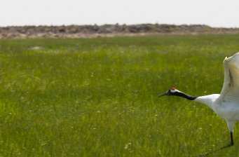 扎龍自然保護(hù)區(qū)