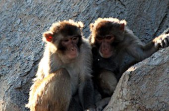 太行山獼猴自然保護(hù)區(qū)