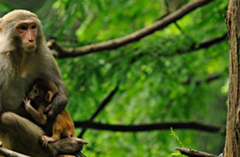 云臺(tái)山獼猴谷