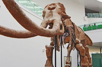 青藏高原自然博物館