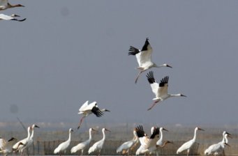 侯鳥保護區(qū)