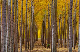長坡嶺林場風(fēng)災(zāi)遺址