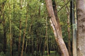 小葉白臘自然保護(hù)區(qū)