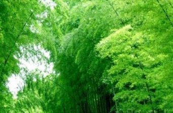 竹海明珠避暑山莊