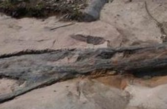 小渠子溝古樹化石