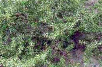 石嘴山四合木珍稀植物保護區(qū)