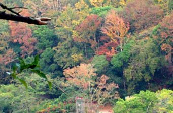 奧萬(wàn)大森林游樂(lè)區(qū)