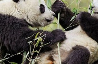 佛坪大熊貓保護(hù)區(qū)