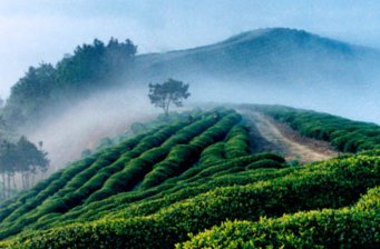 西鄉(xiāng)茶園