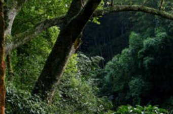 桫欏護(hù)區(qū)