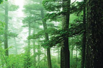 龍蒼溝森林公園