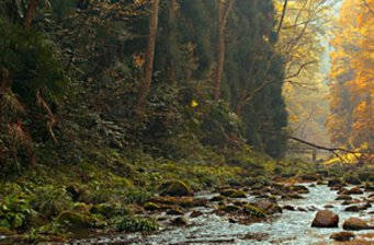 仰天崗森林公園