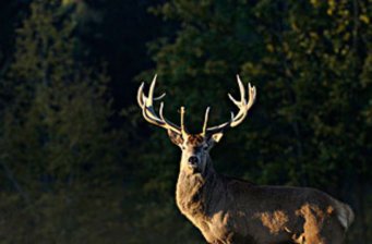 長毛嶺養(yǎng)鹿場