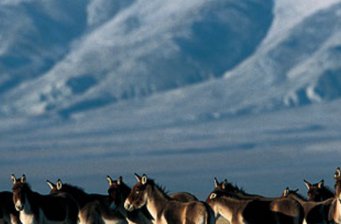 可可西里*自然保護(hù)區(qū)