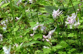 五龍洞國(guó)家森林公園
