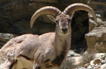 拜城縣國際狩獵場