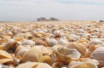 濱州貝殼堤島與濕地*自然保護(hù)區(qū)