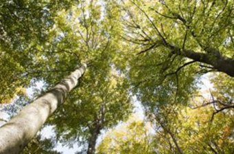 知本森林游樂(lè)區(qū)