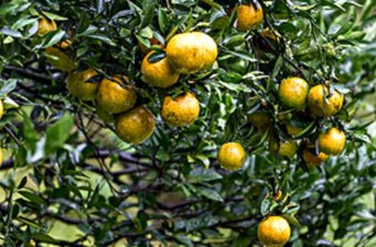 成功鎮(zhèn)柑橘觀光果園