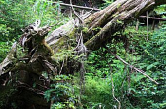 達觀山自然保護區(qū)