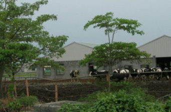 侖背鄉(xiāng)酪農(nóng)專區(qū)