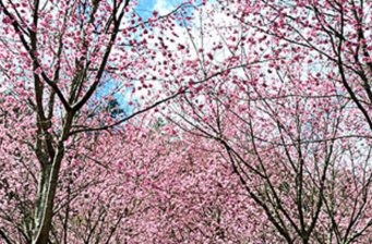 走馬瀨農(nóng)場(chǎng)