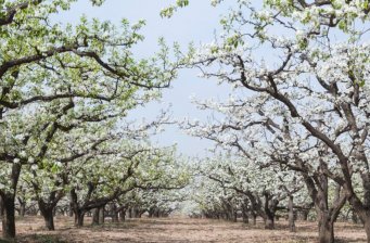 萬畝梨園