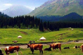 鹿角灣牧場(chǎng)