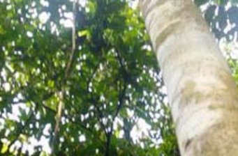 羅山*自然保護(hù)區(qū)